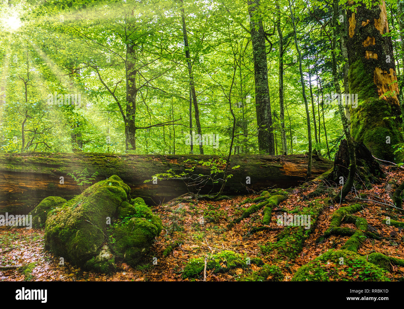 La plus grande forêt primaire d'Europe de l'ouest en Autriche Banque D'Images
