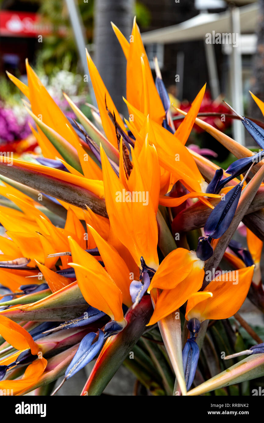 Un bouquet de Strelitzia reginae colorés. Banque D'Images