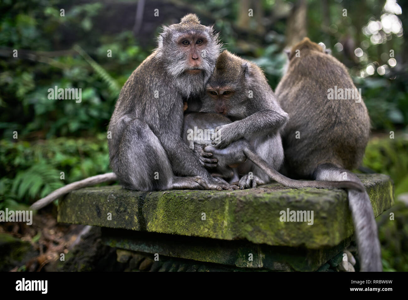 Les singes adultes avec un bébé sont assis sur la colonne de pierre qui recouvert de mousse verte sur l'arrière-plan flou de l'arbres tropicaux dans l'avancement de singe Banque D'Images