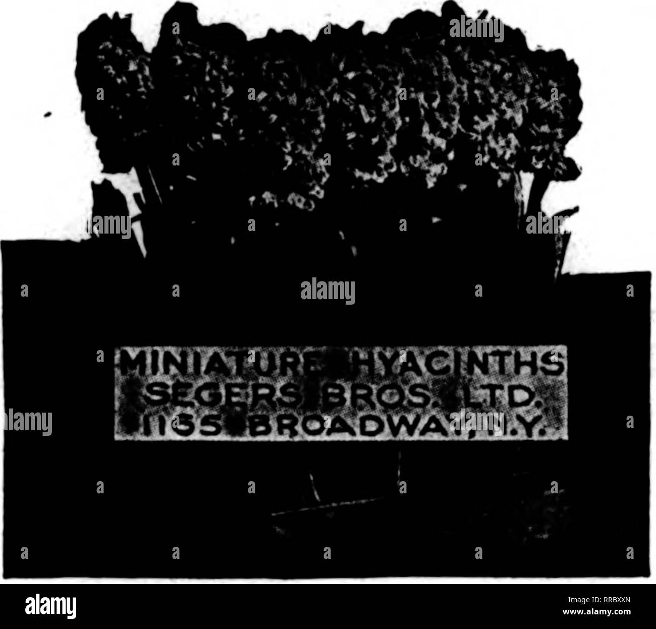 . Les fleuristes [microforme] examen. La floriculture. 13, 1922 Apbil^ Les fleuristes 87 Revue Flpwering Printemps bulbes et plantes PRÊT POUR EMBARQUEMENT PROMPT CANNAS-2 à 3 racines de l'œil par 100 par 1000 l'Autriche, jaune 2,50 $ 20,00 $ Chas. Henderson, rouge 2,75 25,00, de la ville de Portland rose rose 7,00 60,00 David Harum, bronze leaf 2,75 25,00 2,75 Florence Vaughan, jaune 25,00 4,50 40,00 Le Kinsr Humbert Président, Scarlet 8,50 75,00 la colossale Wintzer, Scarlet 5,00 40,00 Yellow Humbert, bronze leaf 3,50 .À.OO CANNELLE VINE Doz, 10 ;) 1000 Taille premiers $0.50 $3.50 Taille Mammouth 856,50 DAHLIAS - touffes indivise Thes Banque D'Images