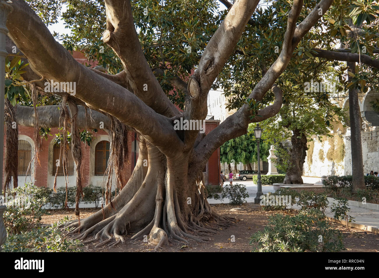 Ficus macrophylla, connu sous le nom de Moreton Bay fig ou australien, banyan est grand arbre à feuilles persistantes de la famille des Moraceae. Big banyan ficus avec ses racines contrefort Banque D'Images