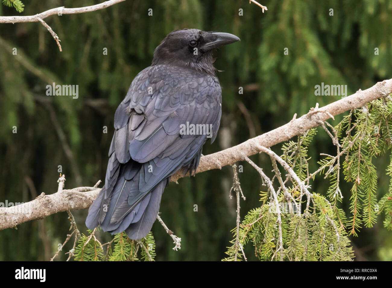 Raven se reposant sur une branche sur un fond sombre Banque D'Images