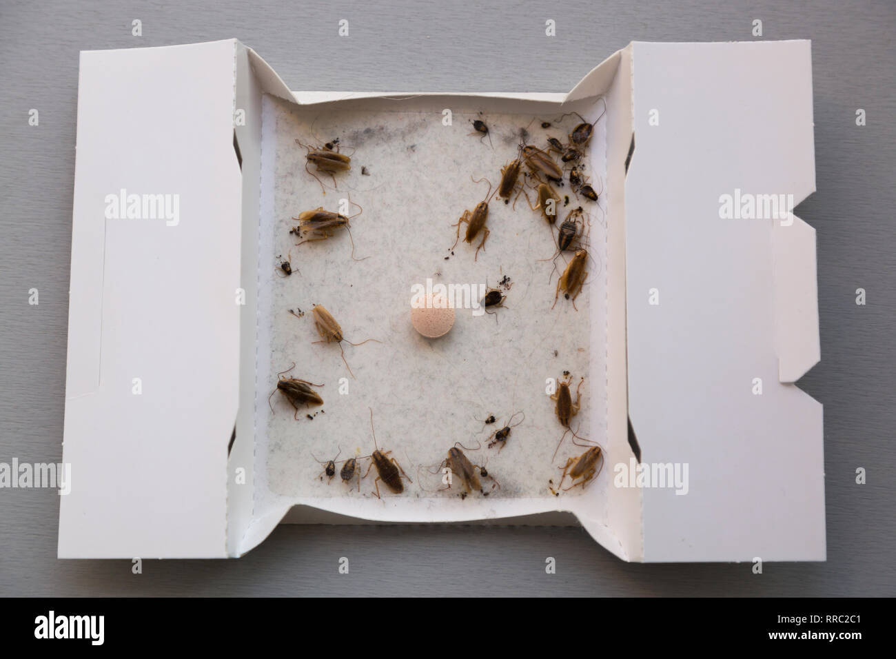 Les cafards à la maison dans un insecte piège collant Photo Stock - Alamy