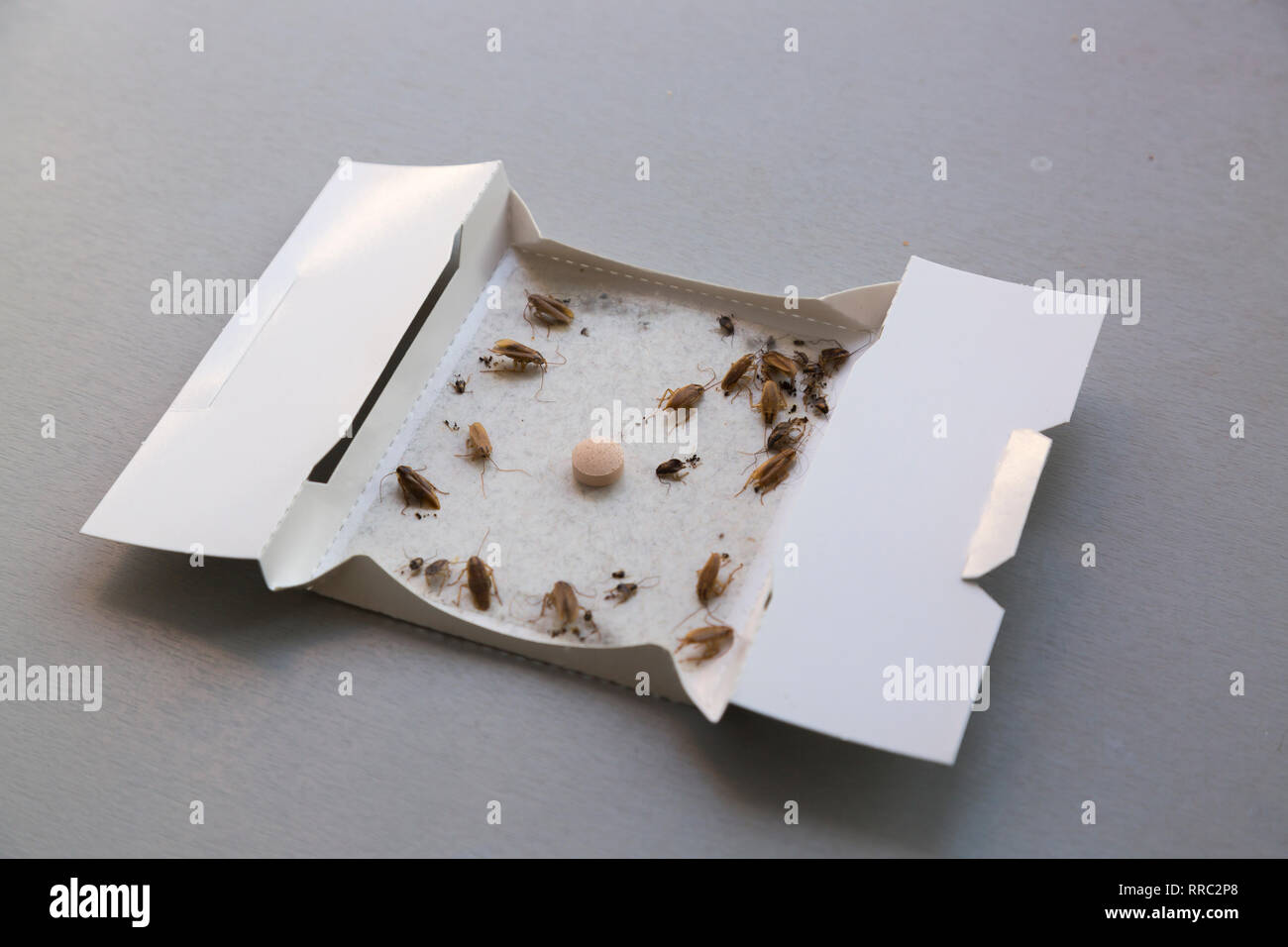 Les cafards à la maison dans un insecte piège collant Banque D'Images