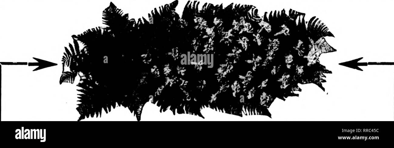 . Les fleuristes [microforme] examen. La floriculture. Mettre cette coupe sur votre papier à en-tête ou dans vos publicités double de l'illustration sera envoyé le ^1 FCT sur réception de ^1"0^ FLORISTS' PUBLISHING CO., 508 S. Dearborn St. CHICAGO, ILL. DREER'S &Lt ;&lt;RIVERTON SPÉCIAL" à l'usine *fo. Diam. Chaque douz. 100 10 20 in. 4,9 $.') irAAb 412,50 $ en 2018. H.fi.'i:i9.tio ?^ ?^^^^l^ ;" 16. 2M) 28,60 220.(X) ?10 en U. 2.10 2U.6.5 187,00 n° Diam. Chaque 50 12 in. 1,45 $ 60 10 in. IM) 70 8. .85 Le Riverton est vendu à Douz. 10,90 $ 16..50 8.8(3 100 126,50 85,25 67,10 $ exclusivement par nous. Veuillez noter e Banque D'Images