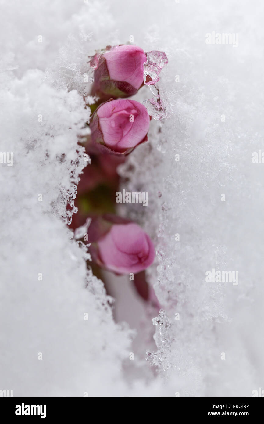 Botanique, flowering cherry (Prunus serrulata), Additional-Rights Clearance-Info,--Not-Available Banque D'Images