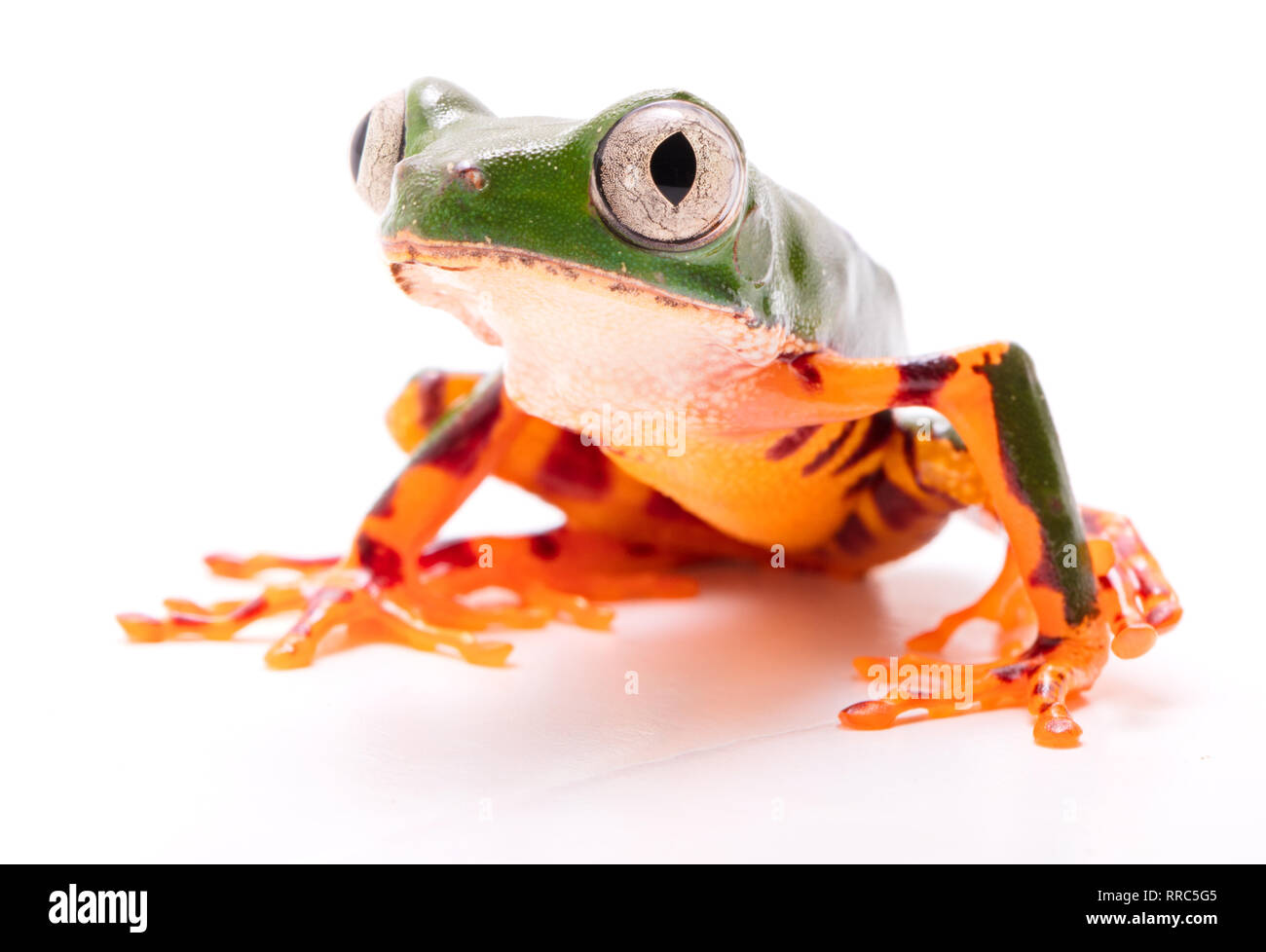 Tiger leg monkey tree frog, Phyllomadusa tomopterna. Rainette tropicales à partir de la forêt amazonienne et un animal en voie de disparition. Isolé sur fond blanc. Banque D'Images Tiger leg monkey tree frog, Phyllomadusa tomopterna. Rainette tropicales à partir de la forêt amazonienne et un animal en voie de disparition. Isolé sur fond blanc. Banque D'Images