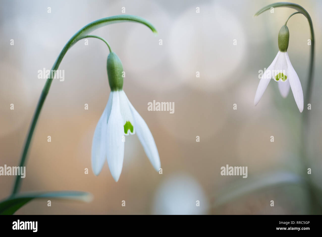 Chute de neige blanc au début du printemps de fleurs sauvages, Galanthus nivalis. Au cours de l'hiver en fleurs fleurs fleurs sauvages Banque D'Images