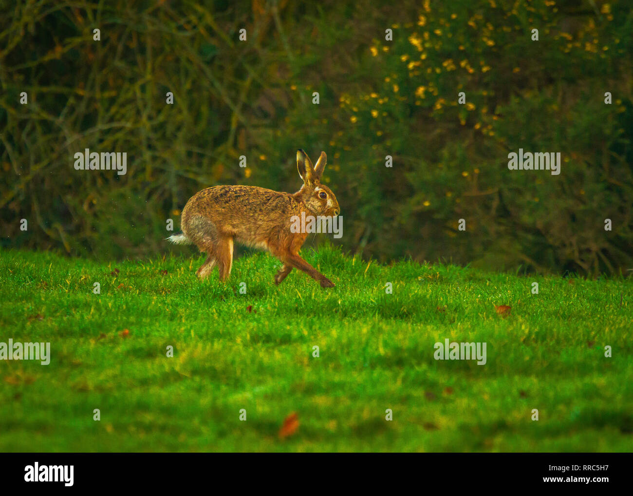 Printemps Brown lièvres (Lepus europaeus) Banque D'Images