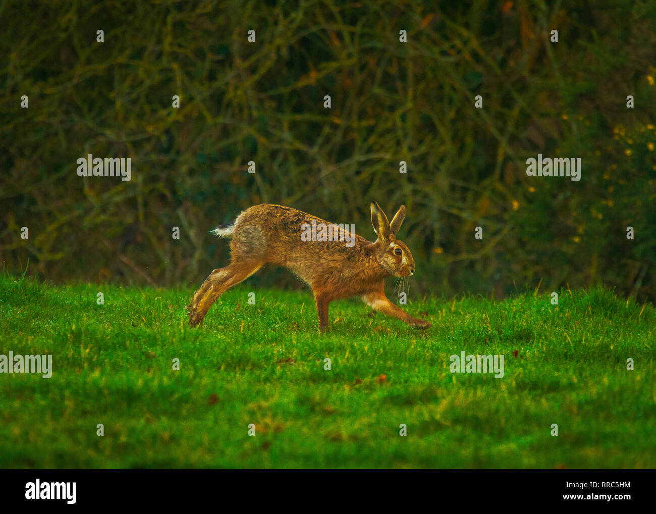 Printemps Brown lièvres (Lepus europaeus) Banque D'Images