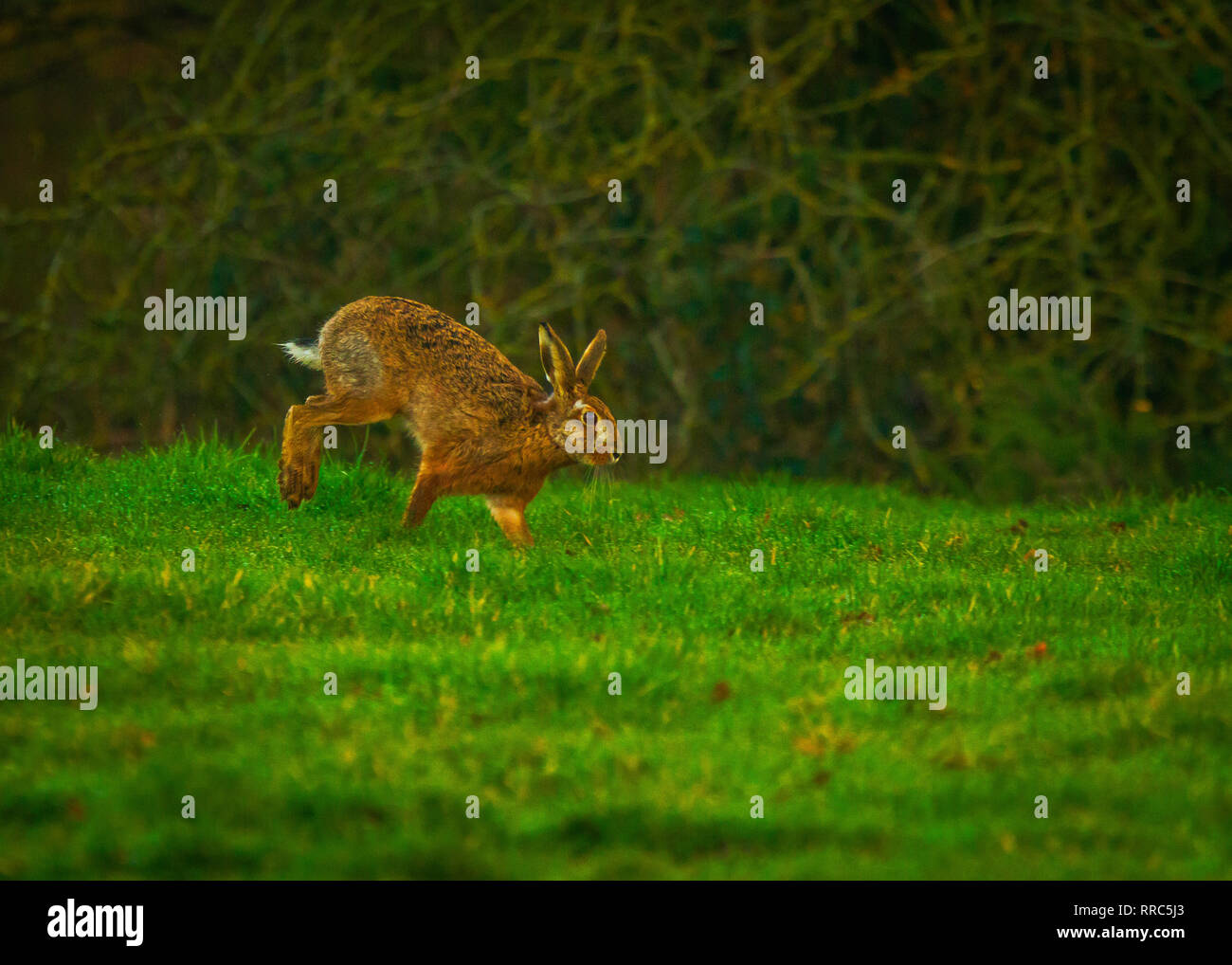Printemps Brown lièvres (Lepus europaeus) Banque D'Images