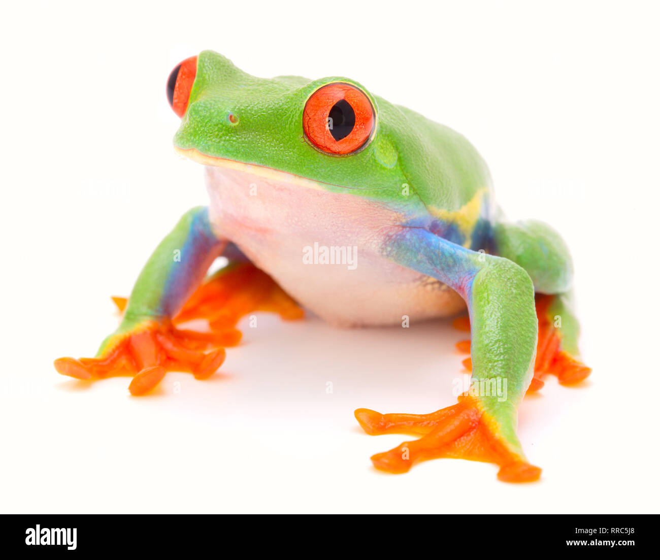 Red eyed tree frog singe, un animal tropical de la forêt tropicale au Costa Rica isolé sur fond blanc. Cet amphibien est une espèce en voie de disparition Banque D'Images