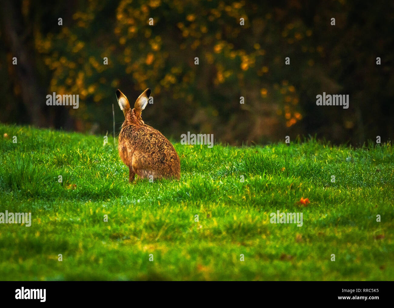 Printemps Brown lièvres (Lepus europaeus) Banque D'Images