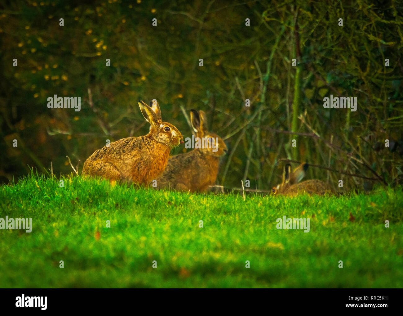Printemps Brown lièvres (Lepus europaeus) Banque D'Images