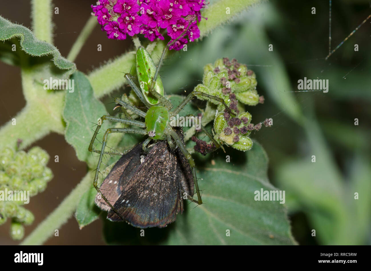 Green Spider Lynx, Peucetia viridans, se nourrissant d'Scallopwing à tête doré capturé Staphylus, PDG, sur Scarlet Spiderling, Boerhavia coccinea Banque D'Images