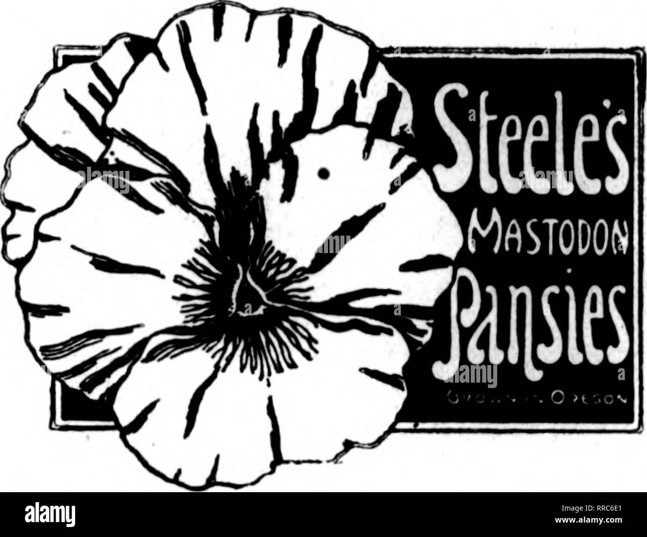 . Les fleuristes [microforme] examen. La floriculture. Bains à remous de l'usine, chaque SOc M À S d'excellente qualité. Écrivez-nous pour les échantillons. Piquets de Bambou japonais teint en vert, 3 pieds, par 1000 4,50 $ teint en vert, 4 pieds, par 1 000 6,50 6 pieds, naturel, par 1 000 7,50 ENOMOTO &AMP ; Co., Inc. Les producteurs et les expéditeurs de gros 3S Saint Anne Street San Francisco, Cat. Mentionner l'examen quand yon écrire. Ces pines sont populaires pour le jardin et porche des ornements. P. F. Rosaia, de Seattle, est à ses nombreux amis de San Francisco. Jaraducchi G., de Tacoma, est un visiteur de San Francisco. C. Kooyman émet un nombre inhabituel o Banque D'Images