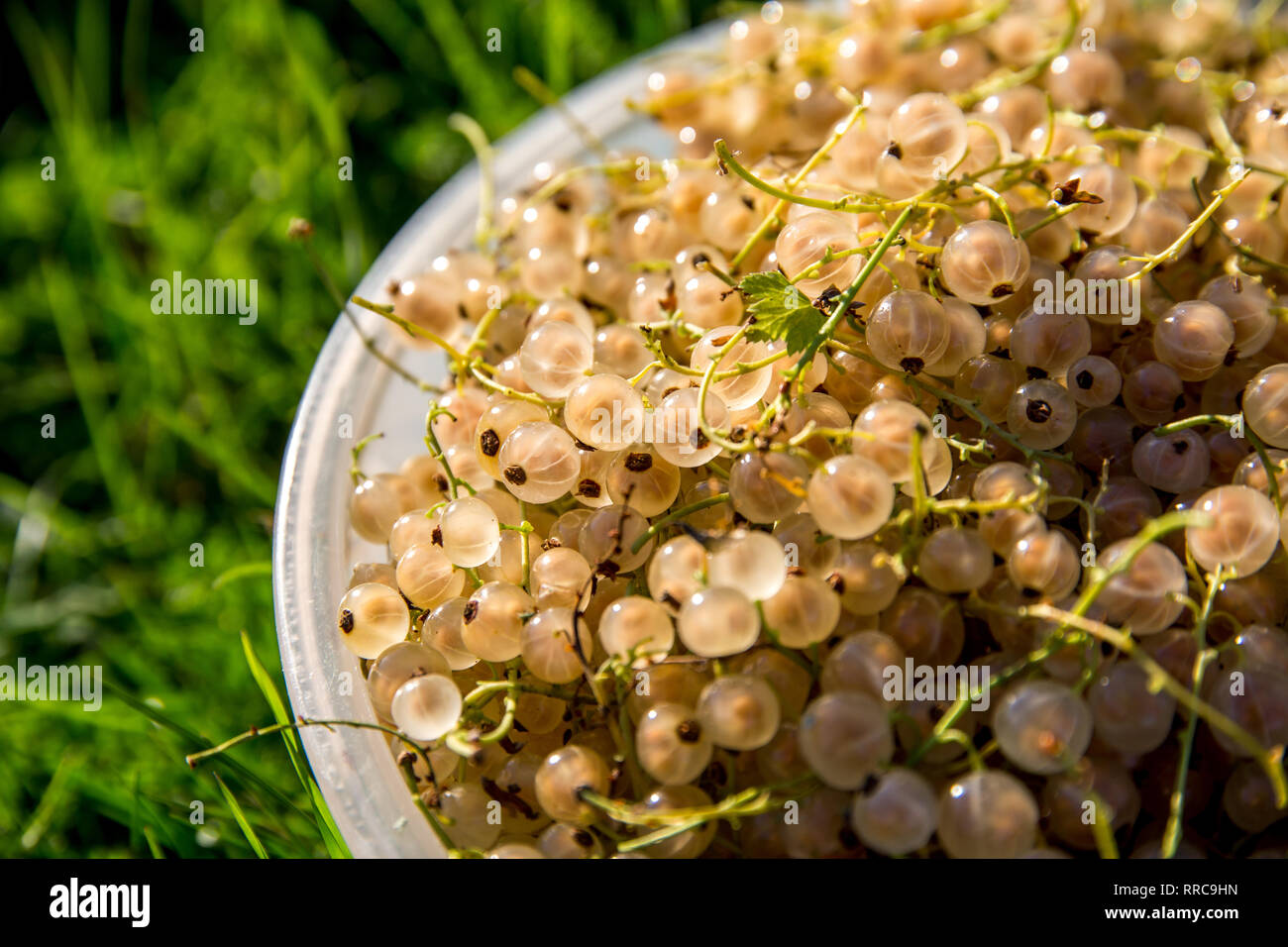 Close up bowl full of fresh fruits Groseille Blanc sur l'herbe verte. Des Groseilliers dans bol blanc à l'extérieur. Groseilles blanches sur l'herbe verte. Banque D'Images