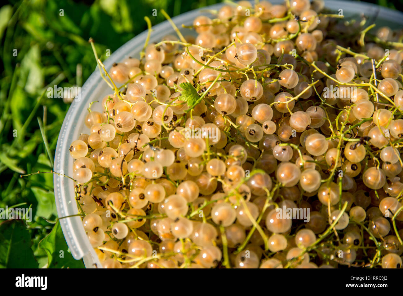 Close up bowl full of fresh fruits Groseille Blanc sur l'herbe verte. Des Groseilliers dans bol blanc à l'extérieur. Groseilles blanches sur l'herbe verte. Banque D'Images