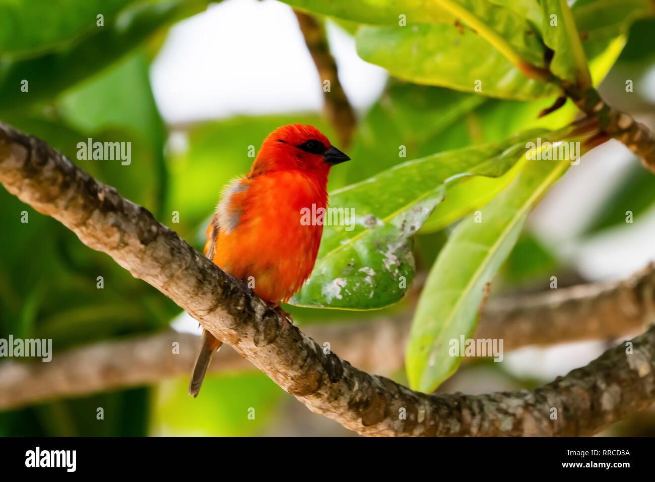 Fody commun. Des hommes. Commun, ou Red Fody (Foudia madagascariensis) sur une branche. Photographié sur Bird Island, Seychelles en octobre. Banque D'Images