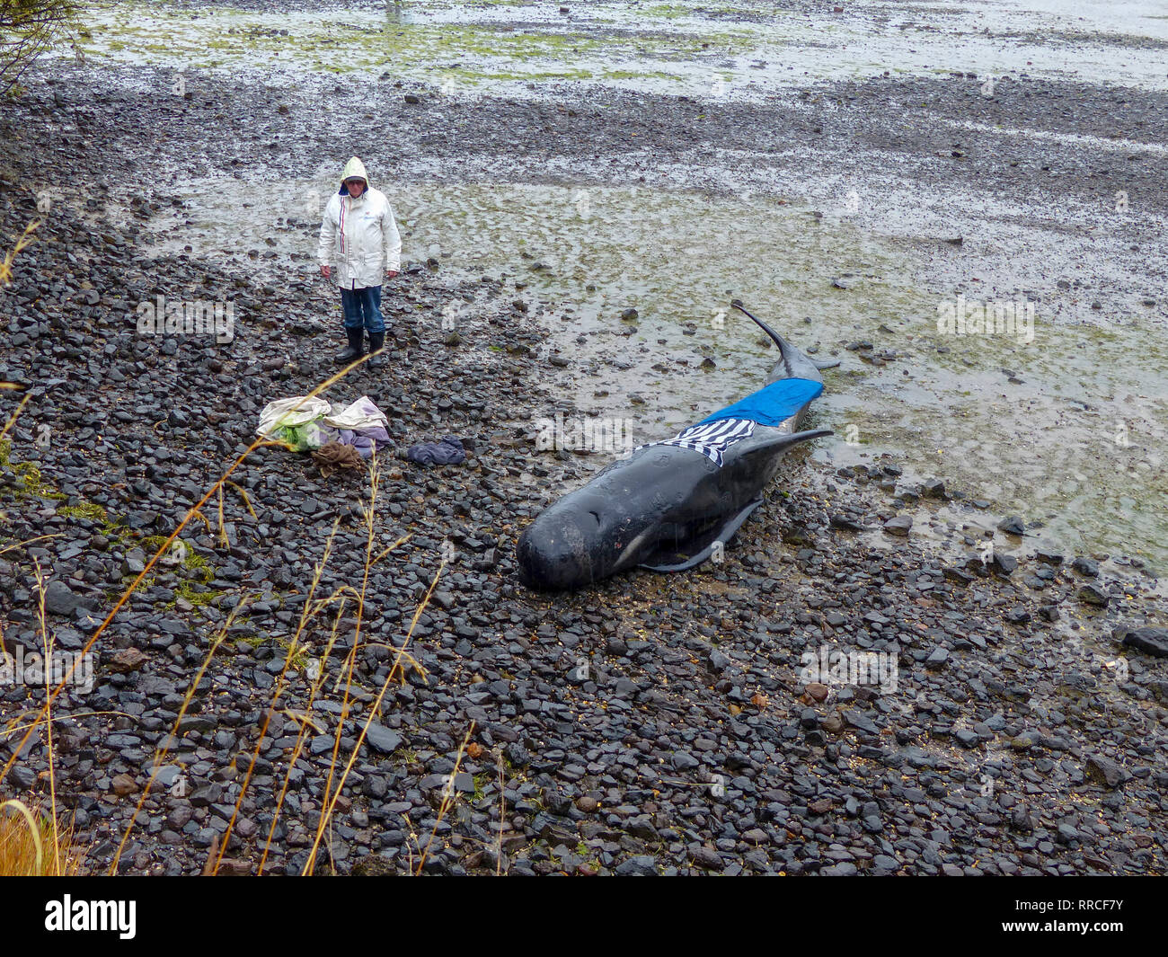 La baleine pilote échoué à la pointe nord de l'île Sud de la Nouvelle-Zélande, près de Blenheim, qui sont pris en charge par les bénévoles de conservation marine Banque D'Images