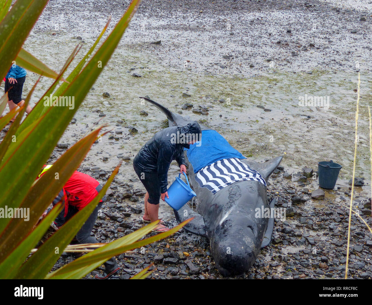 La baleine pilote échoué à la pointe nord de l'île Sud de la Nouvelle-Zélande, près de Blenheim, qui sont pris en charge par les bénévoles de conservation marine Banque D'Images