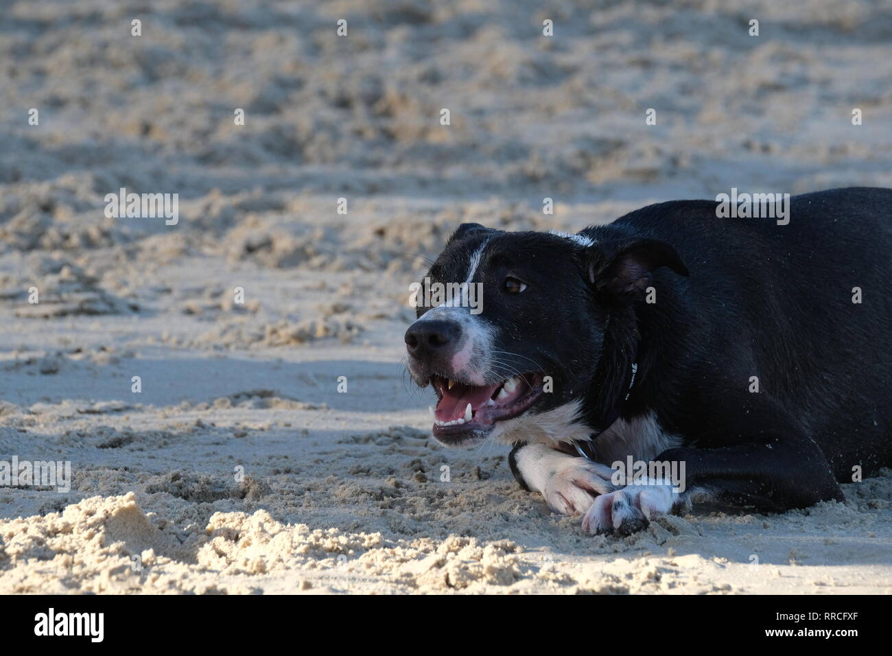 Chien noir joue sur une plage de sable fin Banque D'Images