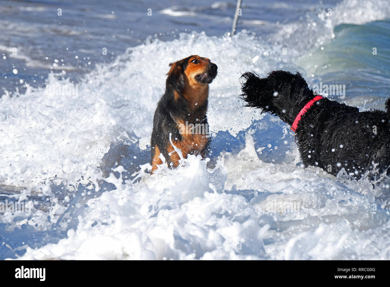 2 chiens ludique de jouer et se battre sur une plage Banque D'Images
