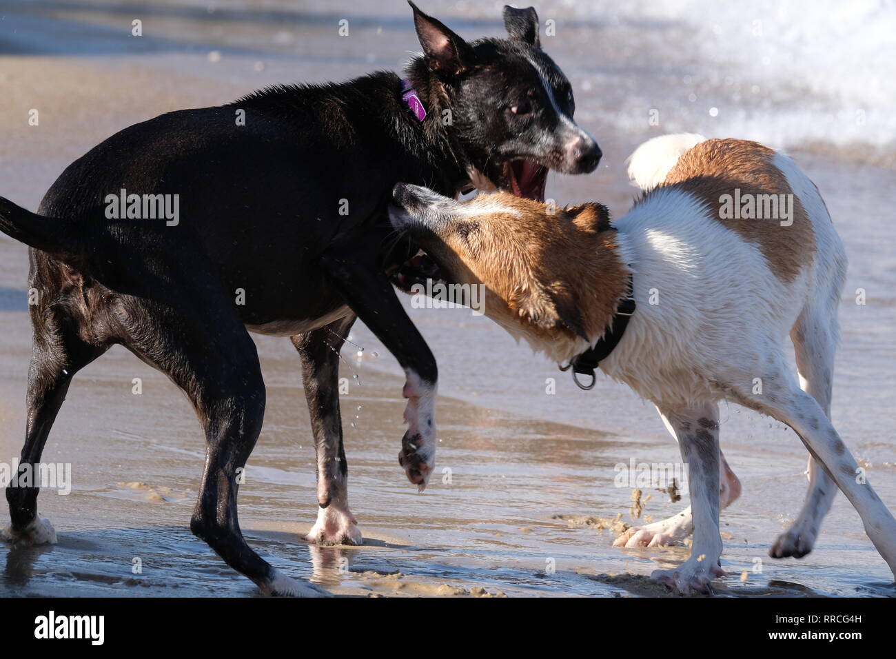 2 chiens ludique de jouer et se battre sur une plage Banque D'Images