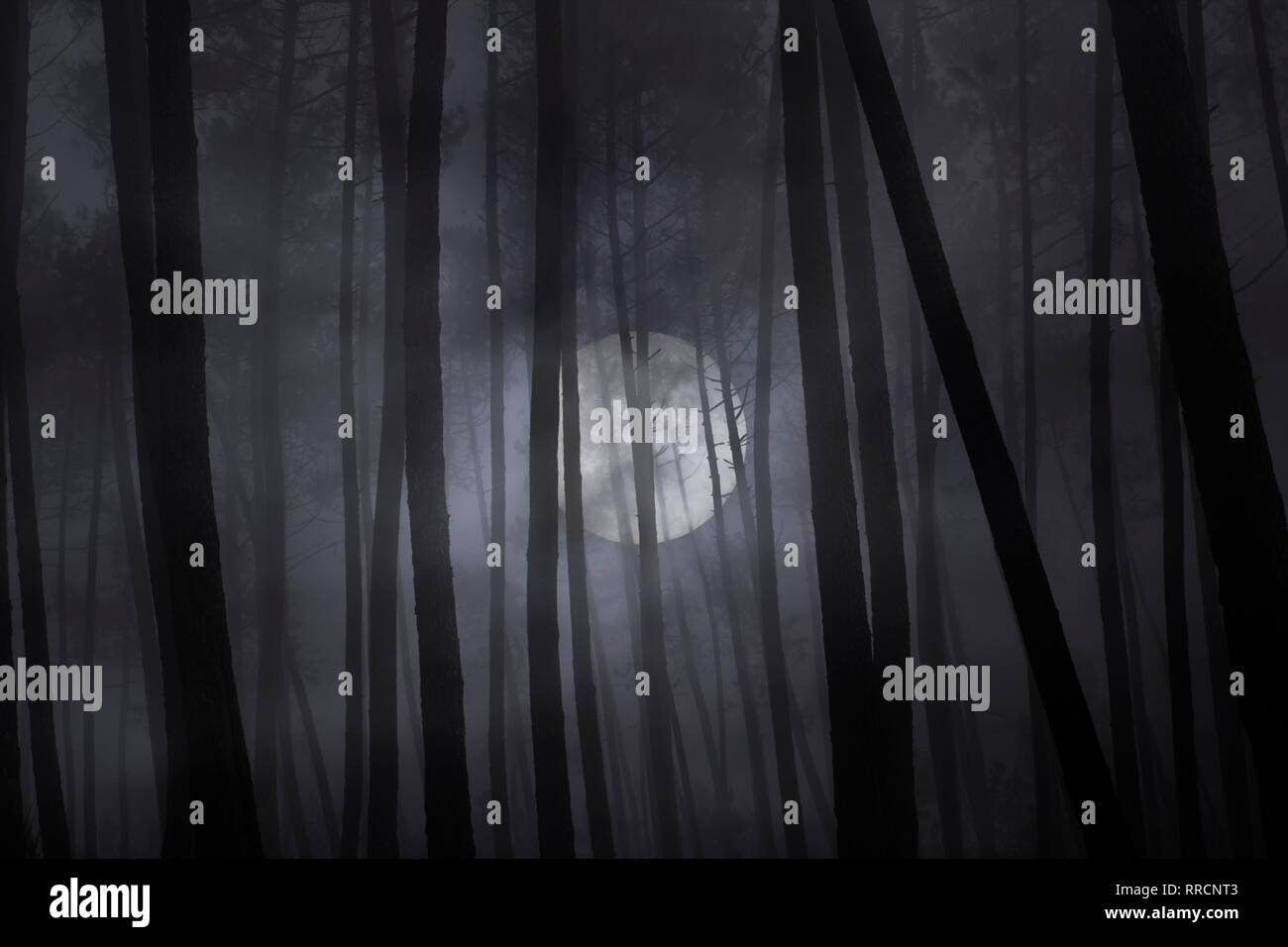 Forêt de brume sombre effrayant dans une nuit de pleine lune. Banque D'Images