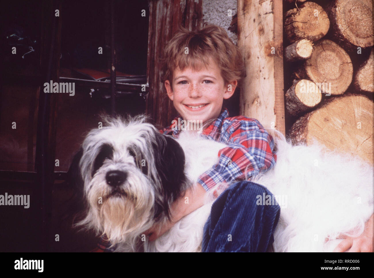 Weihnachten mit willy wuff Banque de photographies et d’images à haute