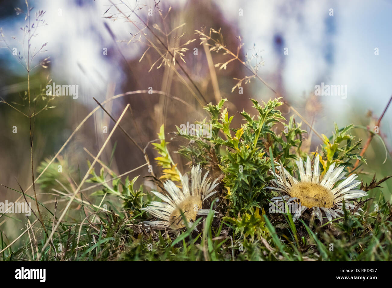 Photo en gros plan de chardon argenté (Carlina acaulis carline acaule, champs) en lumière du soleil du matin. Banque D'Images