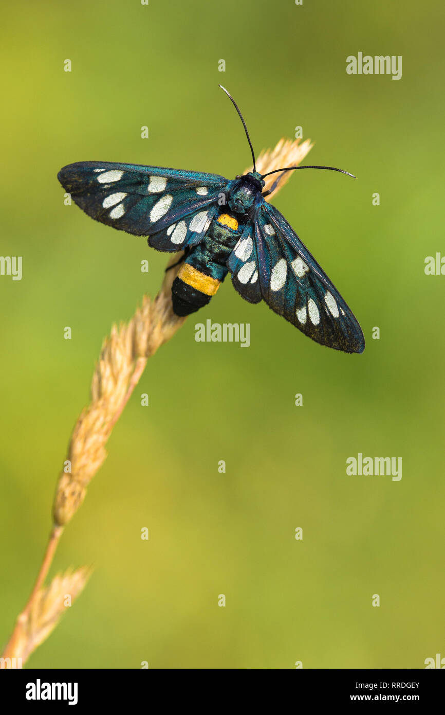 Neuf-spotted moth ou ceinture jaune Amata phegea, Burnett, anciennement Syntomis phegea, en République Tchèque Banque D'Images