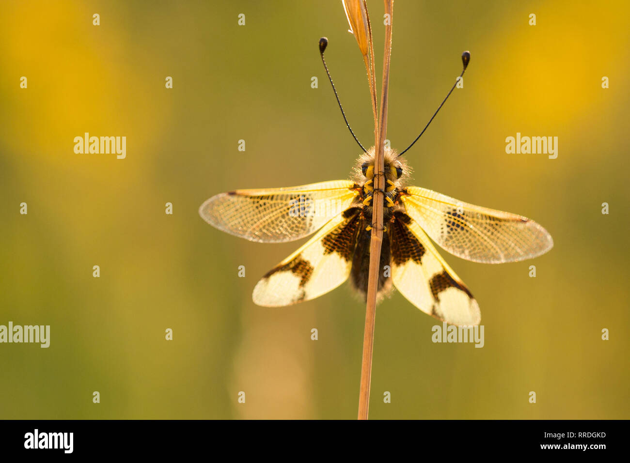 Belle Owlfly Libelloides macaronius en République Tchèque Banque D'Images