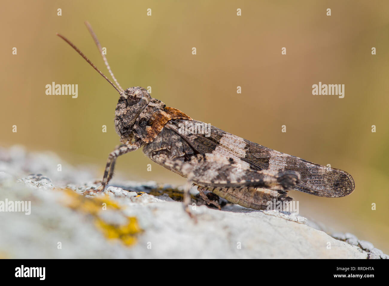 Blue-winged grasshopper, Oedipoda caerulescens en République Tchèque Banque D'Images