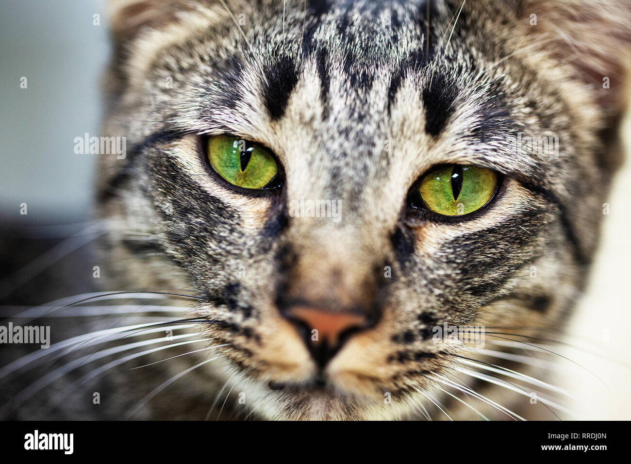 Portrait Dun Pur Sang à Rayures Gris Et Brun Chat Tigré