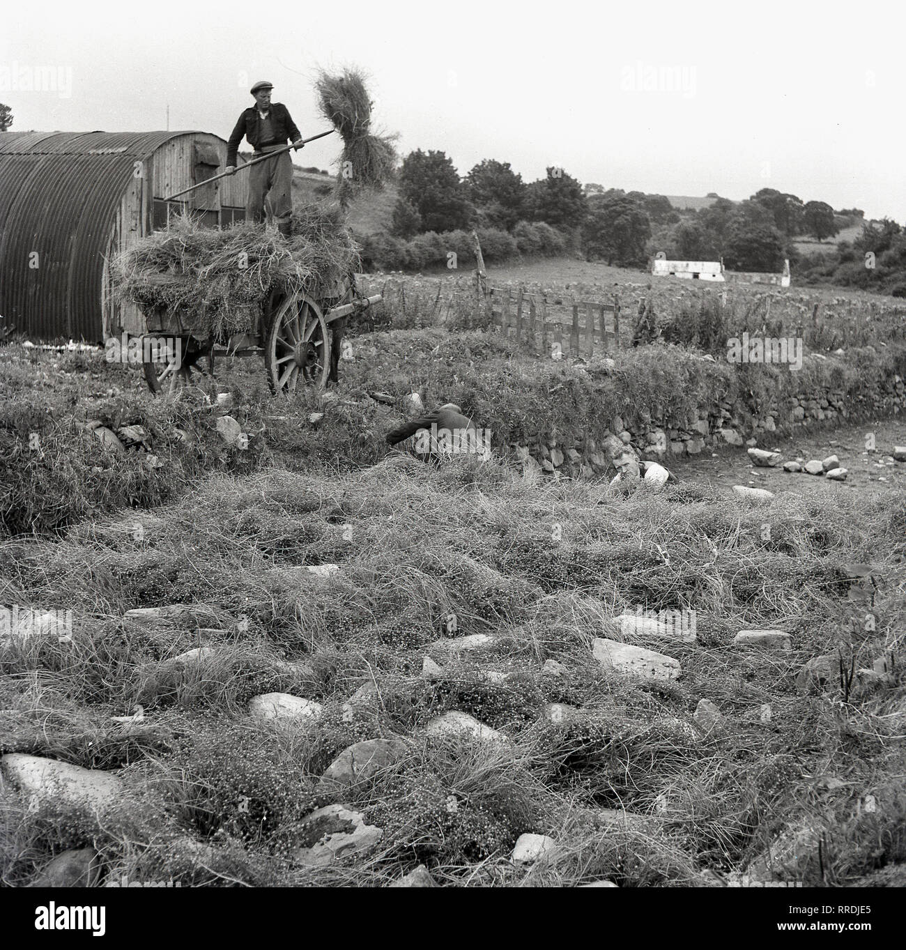 Années 1950, historique, un agriculteur irlandais debout sur une charrette le déchargement des bottes de lin, récemment rentrée d'Irlande du Nord. Le lin est à la fois une culture vivrière et fibres et utilisé pour la fabrication de tissu en lin, un produit majeur de l'Irlande du Nord à cette époque. Banque D'Images