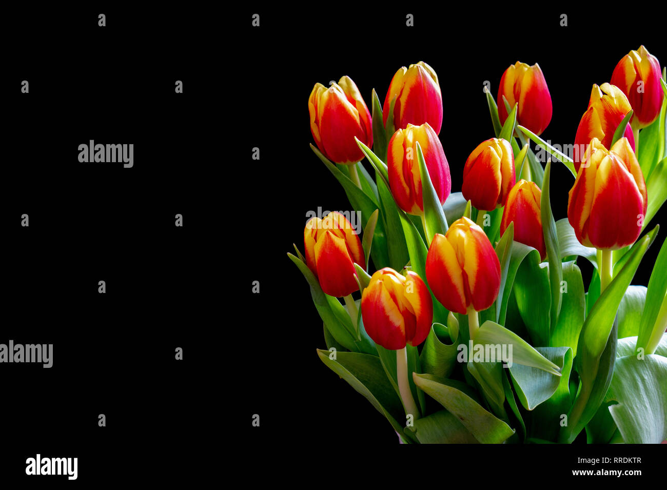 De couleur jaune, orange sur fond noir tulipes isolés corner Banque D'Images