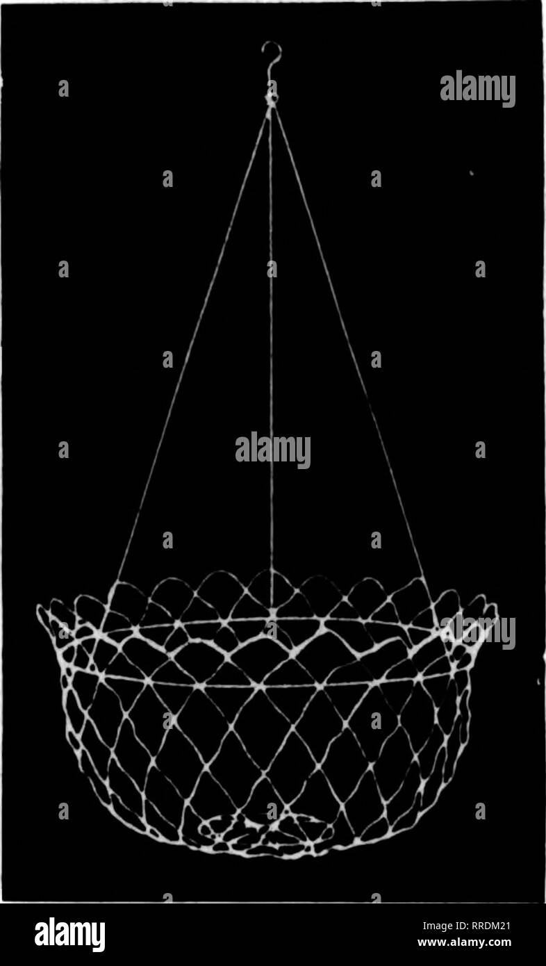 . Les fleuristes [microforme] examen. La floriculture. show d'ampoules et les feuilles noircies et de fermes où le froid mordant, les vents du nord-est les frappa. D'autres arbustes sont en fleurs avec profusion inhabituelle. Sont particulièrement prometteurs, azalées, rhododendrons, laburnums wistarias, kalmias et. Un plus grand succès flower show a eu lieu au Club Chestnut Hill le 21 mai par des membres de la Chestnut Hill Gar- den Club. La plupart des grands domaines de Brookline, Chestnut Hill et la Jamaïque ont été simples contributeurs. O. N. C. Pittsburgh, PA. Le marché. La demande de fleurs de toutes sortes, la semaine dernière, a été remarquablement g Banque D'Images
