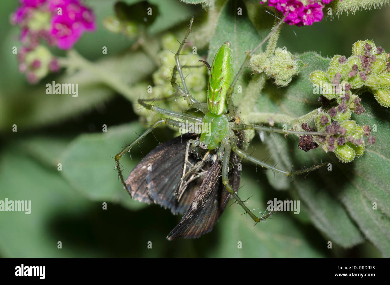 Green Spider Lynx, Peucetia viridans, se nourrissant d'Scallopwing à tête doré capturé Staphylus, PDG, sur Scarlet Spiderling, Boerhavia coccinea Banque D'Images