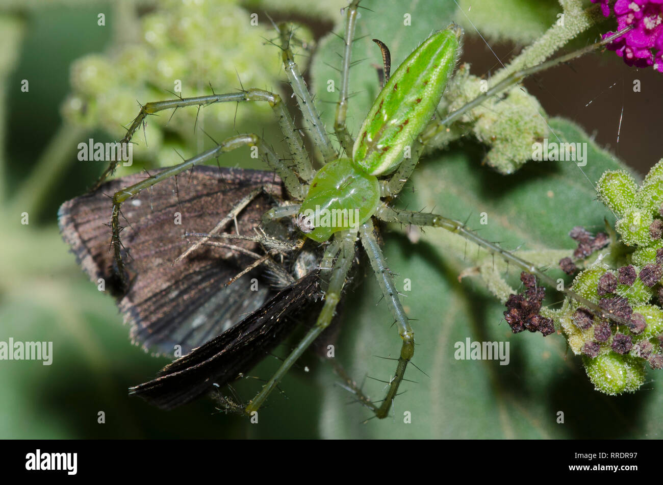 Green Spider Lynx, Peucetia viridans, se nourrissant d'Scallopwing à tête doré capturé Staphylus, PDG, sur Scarlet Spiderling, Boerhavia coccinea Banque D'Images