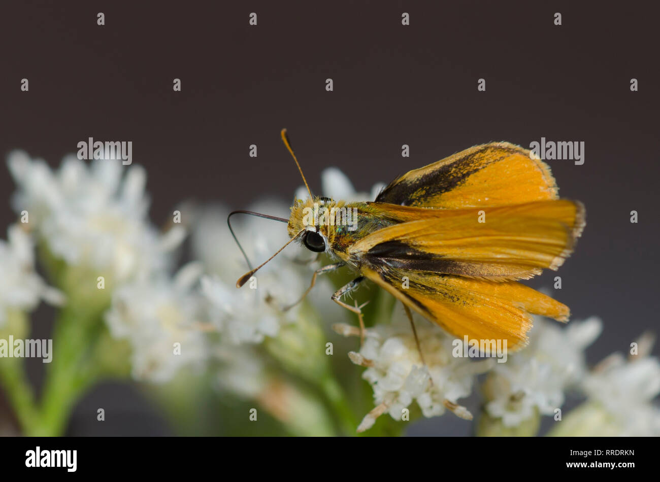 Skipperling orange, Oarisma aurantiaca, nectaring sur saule d'infiltration, Baccharis salicifolia Banque D'Images
