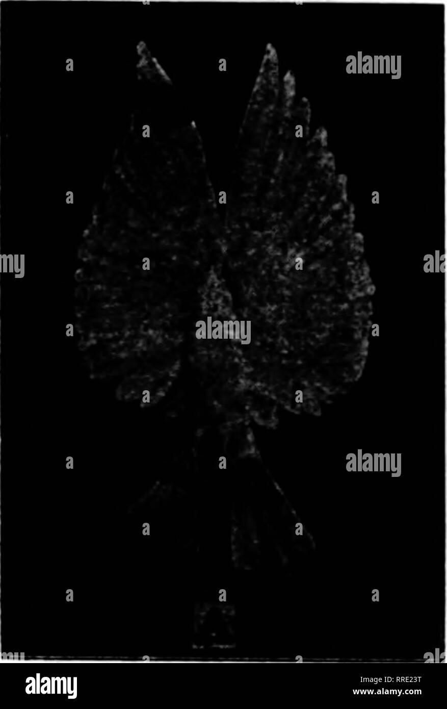. Les fleuristes [microforme] examen. La floriculture. Amende larg e^Perdoz oiseaux chacun 3,00 $ 27,00 Neponset Pots à fleurs Le G)nveiiient Potior Voyage PlanU par 1000 2J^-en. $4.10 Pots 2H-in. 3 pots 4,75 -6,60 Pots en 3h. La taille des pots 8,90 ci-dessus sont emballés de 1000 à un paquet. Par 1000 ^dans $11.15 5-dans-fi 17,40 23,30 dans ces formats sont emballés 500 à un paquet. Paniers suspendus fil^ douz. 1008-en $ 2.00 $ 16,00 2,25 17,00 10-iu 12-in 3,00 3,50 16 14-in dans 4,60 18 8,00 20-dans-in 14,00 25 paniers à 100. 21,00 25,00 34,00 65,00 100,00 Fleurs coupées Pittsburgh Co. "IVE SERVENT À VOUS VENDRE DE NOUVEAU* 116- Banque D'Images