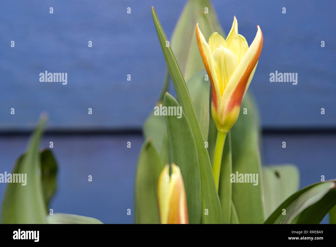 'Tulip Tulipa sylvestris' fleurir au début du printemps Banque D'Images