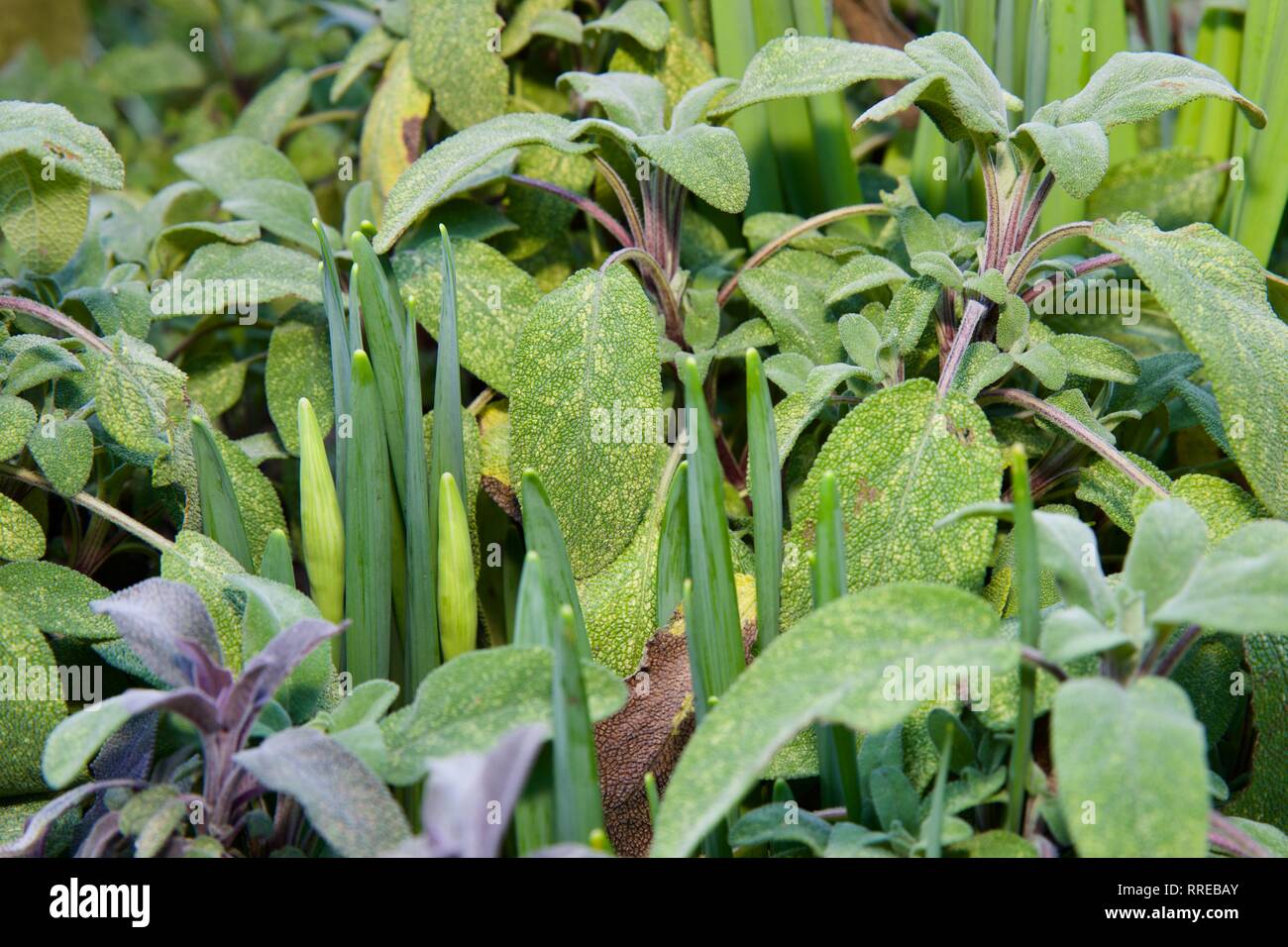 Salvia officinalis 'Purpurascens' purple sage Banque D'Images