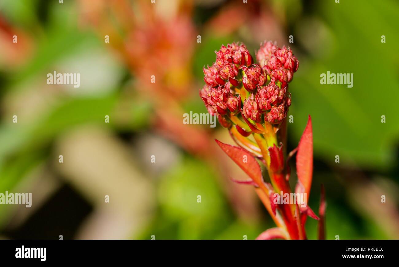 Photinia x fraseri 'Red Robin' nouveau feuillage de printemps rouge vif Banque D'Images
