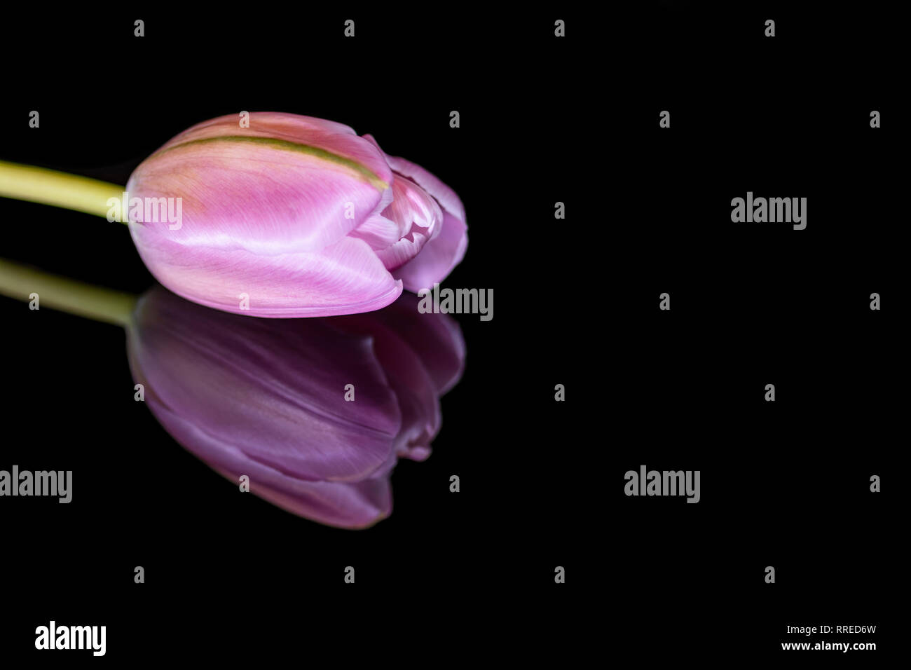 Tulipe Rose unique avec la réflexion Banque D'Images