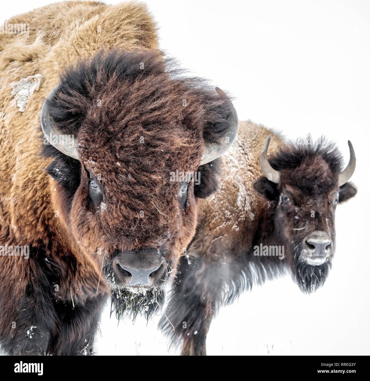 Le bison des plaines, Bull, ou bison, Bison (Bison bison) en hiver, Manitoba, Canada. Banque D'Images