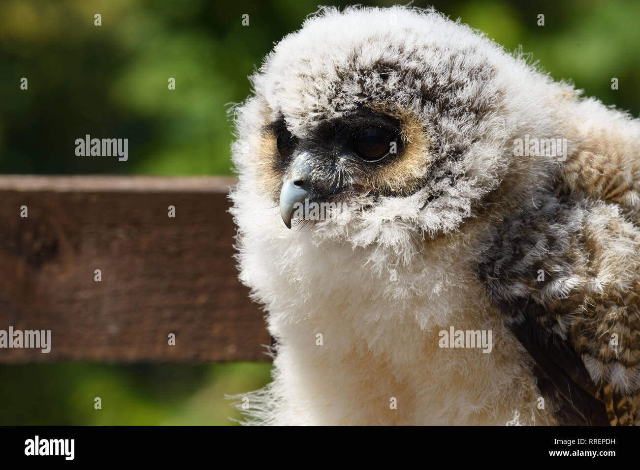 Close up portrait of a baby Brown Owl Strix leptogrammica (bois) Banque D'Images