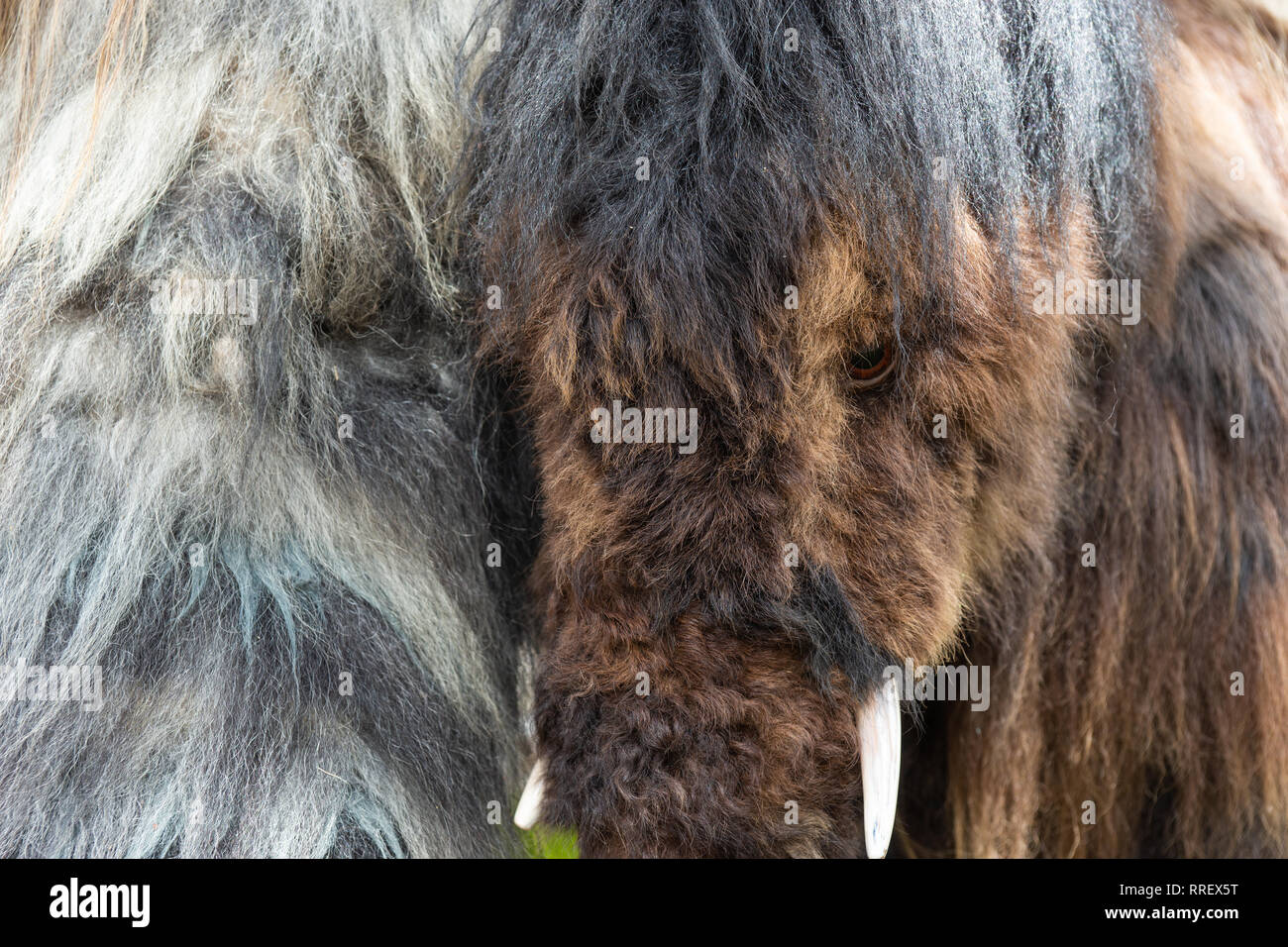 Moscou, 13 août 2018 : Life-size immersive d'un mammouth préhistorique sur l'écran d'animaux à Moscou Jardin boulevard Ring au cours du temps et des époques festival Banque D'Images