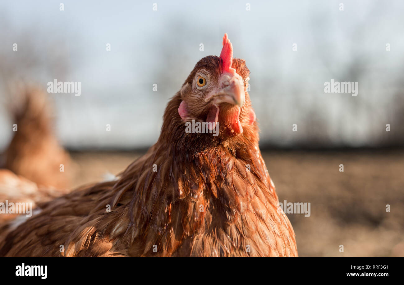 Close up portrait (arrière-plan flou) de poule brune dans le jardin aux beaux jours. Belle Poule avec de jolis yeux à la pose et à l'appareil photo. Banque D'Images
